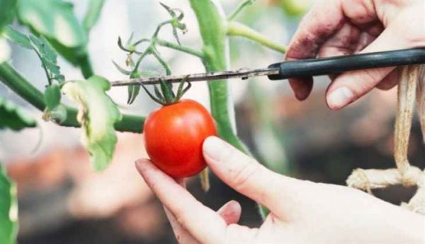 Сбор и хранение семян томатов